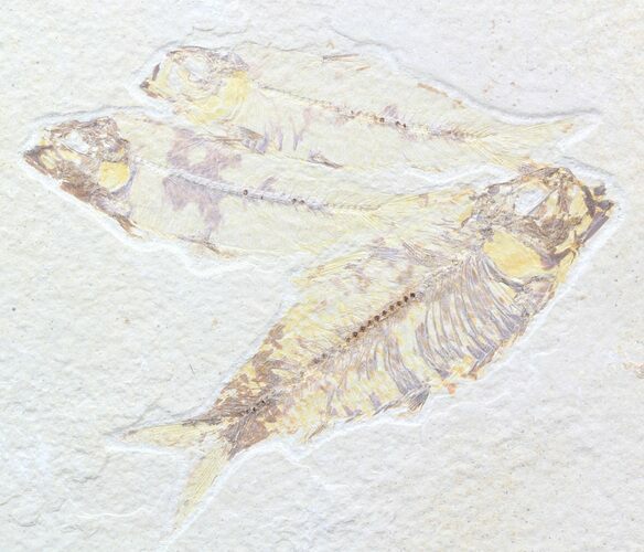 Multiple Knightia Fossil Fish Plate - x #42374